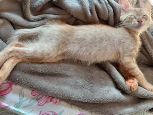 Gato raça SRD-ViraLata idade 2 a 6 meses nome Cerveja