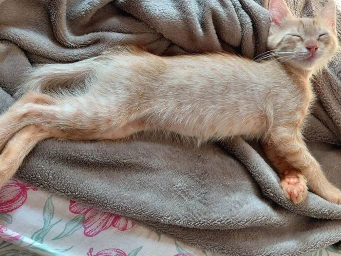 Gato ra a SRD-ViraLata idade 2 a 6 meses nome Cerveja