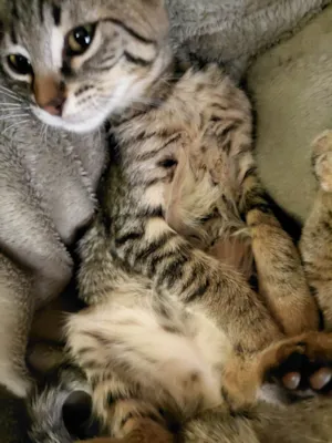 Gato raça SRD-ViraLata idade 2 a 6 meses nome Lana