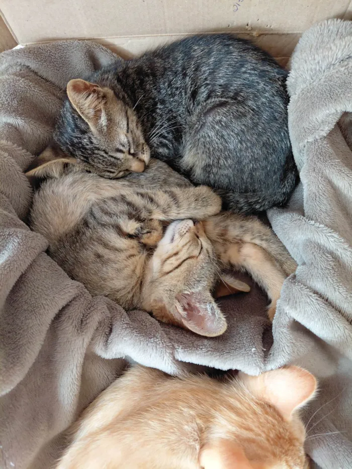 Gato ra a SRD-ViraLata idade 2 a 6 meses nome Não tem