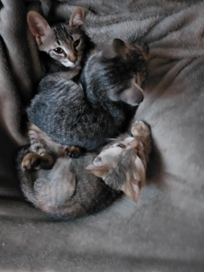 Gato ra a SRD-ViraLata idade 2 a 6 meses nome Não tem