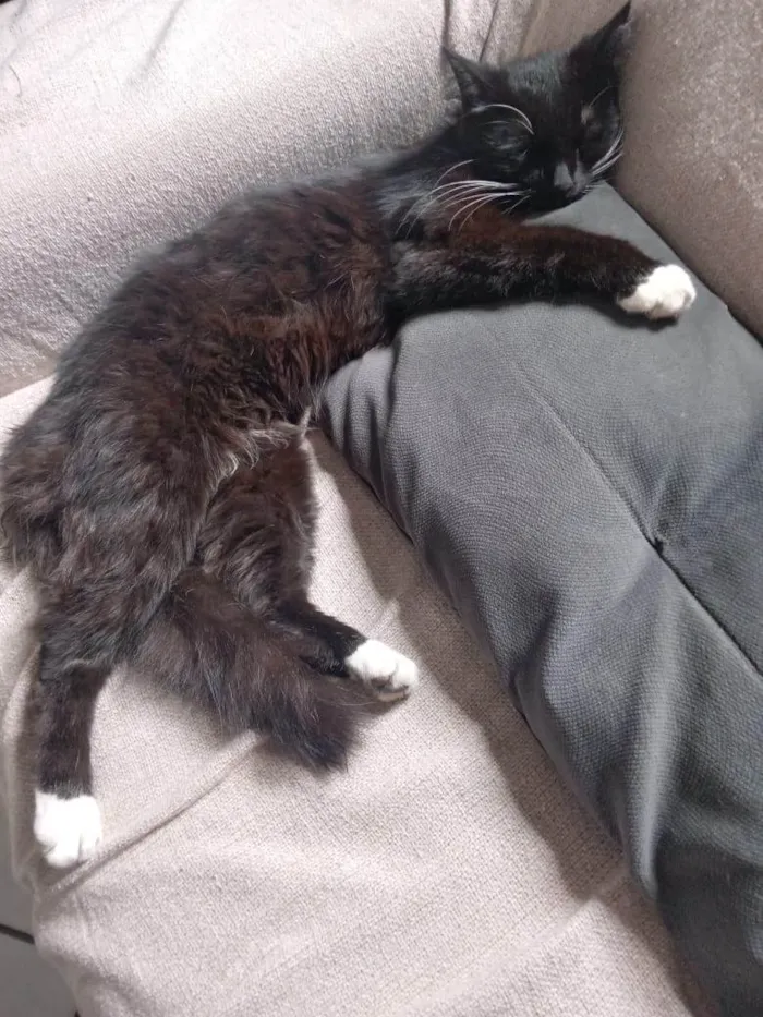 Gato ra a SRD-ViraLata idade 2 anos nome Mingo