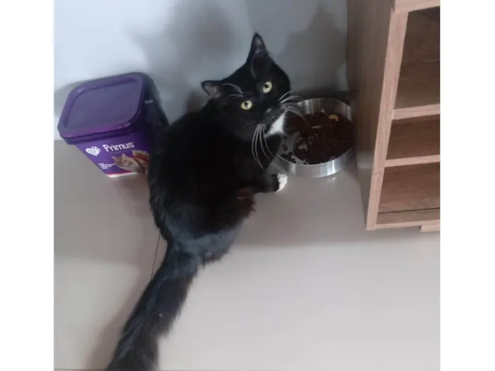 Gato ra a SRD-ViraLata idade 2 anos nome Mingo