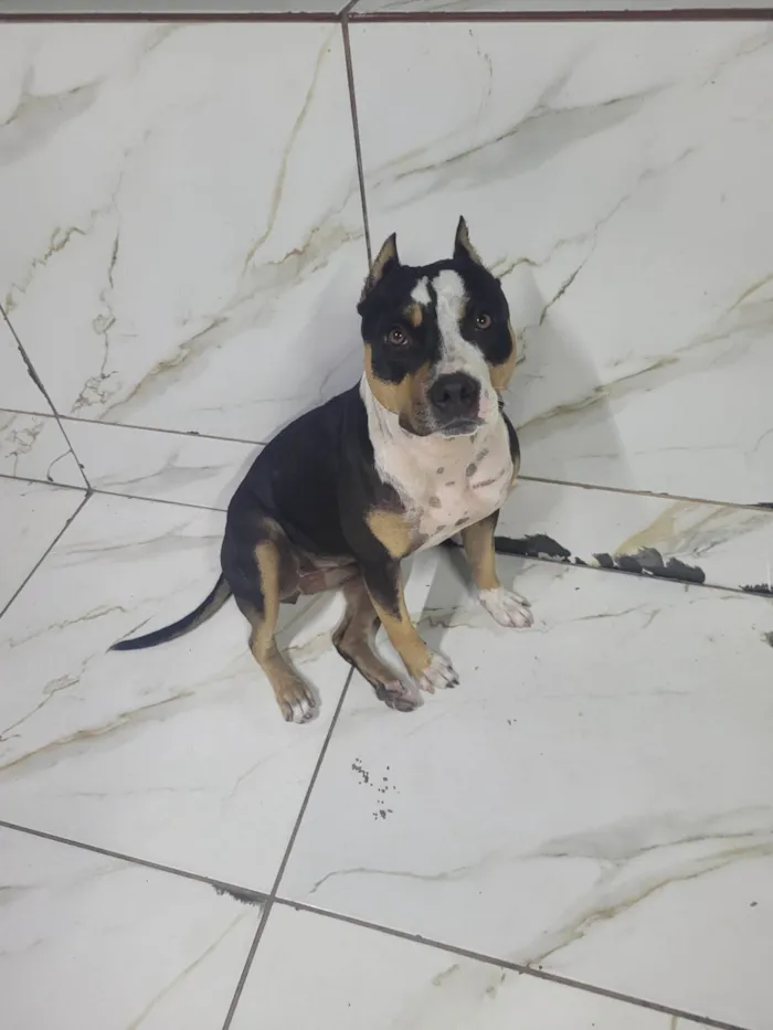 Cachorro ra a Pit-Bull idade 1 ano nome Noah