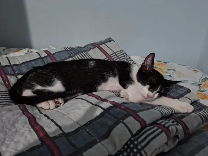 Gato ra a SRD-ViraLata idade 2 a 6 meses nome Stuart 