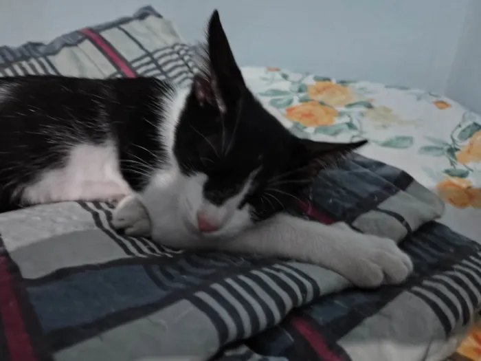 Gato ra a SRD-ViraLata idade 2 a 6 meses nome Stuart 