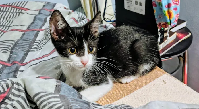 Gato ra a SRD-ViraLata idade 2 a 6 meses nome Stuart 