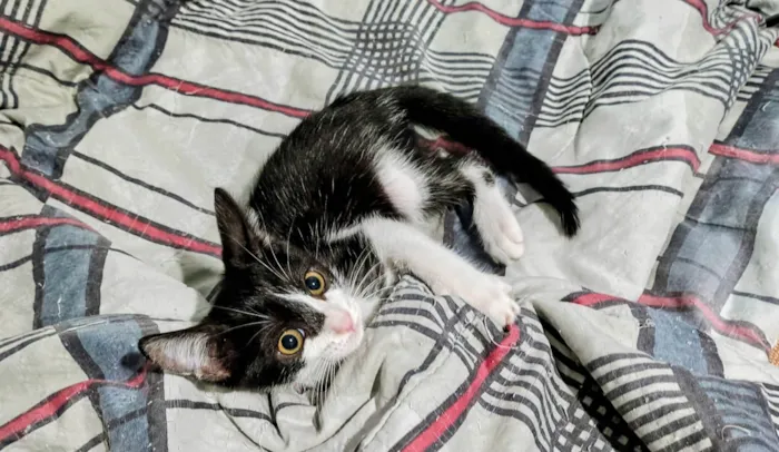 Gato ra a SRD-ViraLata idade 2 a 6 meses nome Stuart 