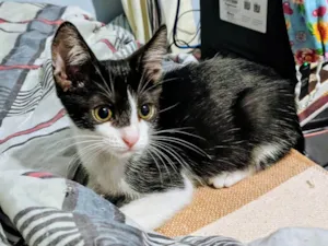 Gato raça SRD-ViraLata idade 2 a 6 meses nome Stuart 