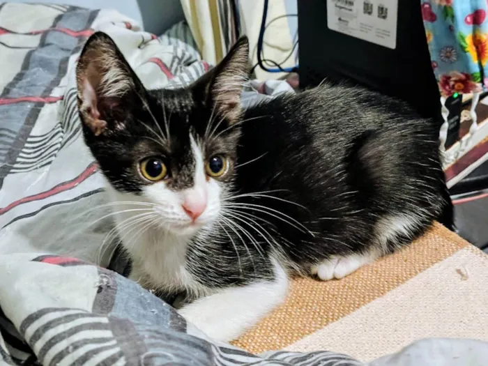 Gato ra a SRD-ViraLata idade 2 a 6 meses nome Stuart 