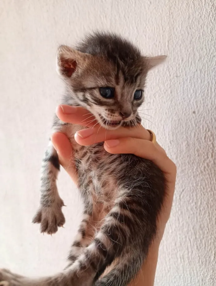 Gato ra a SRD-ViraLata idade Abaixo de 2 meses nome MARCUS DE OLIVEIRA