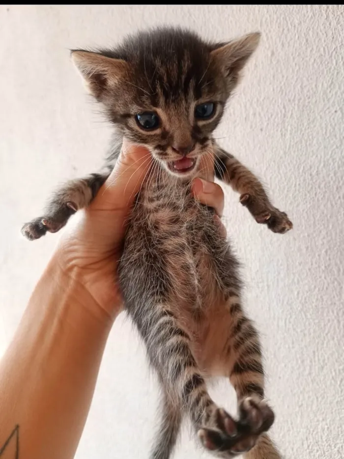 Gato ra a SRD-ViraLata idade Abaixo de 2 meses nome MARCUS DE OLIVEIRA