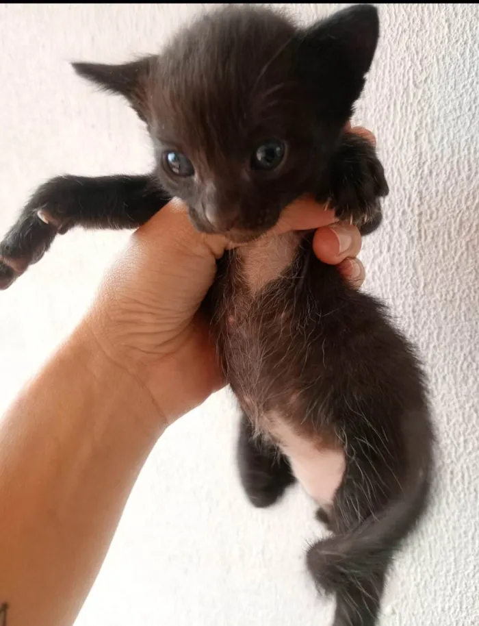 Gato ra a SRD-ViraLata idade Abaixo de 2 meses nome MARCUS DE OLIVEIRA