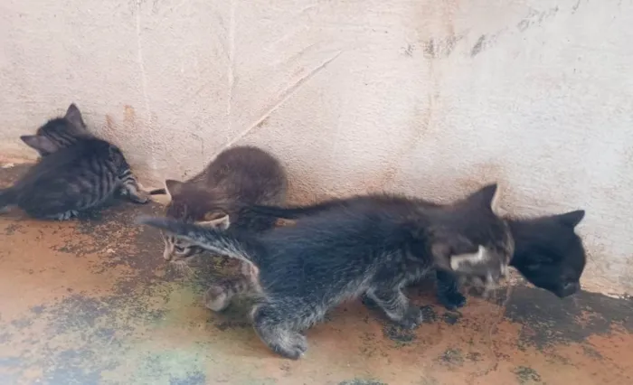 Gato ra a SRD-ViraLata idade Abaixo de 2 meses nome MARCUS DE OLIVEIRA