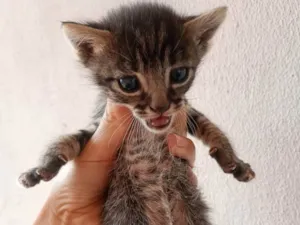Gato raça SRD-ViraLata idade Abaixo de 2 meses nome MARCUS DE OLIVEIRA