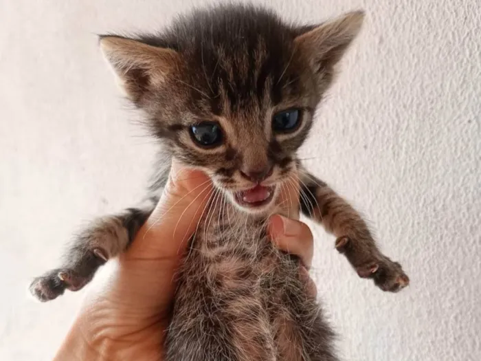 Gato ra a SRD-ViraLata idade Abaixo de 2 meses nome MARCUS DE OLIVEIRA