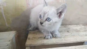 Gato raça SRD-ViraLata idade Abaixo de 2 meses nome Não tem