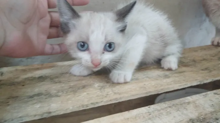 Gato ra a SRD-ViraLata idade Abaixo de 2 meses nome Não tem