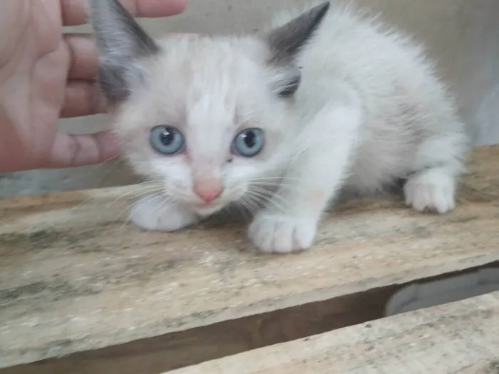 Gato ra a SRD-ViraLata idade Abaixo de 2 meses nome Não tem