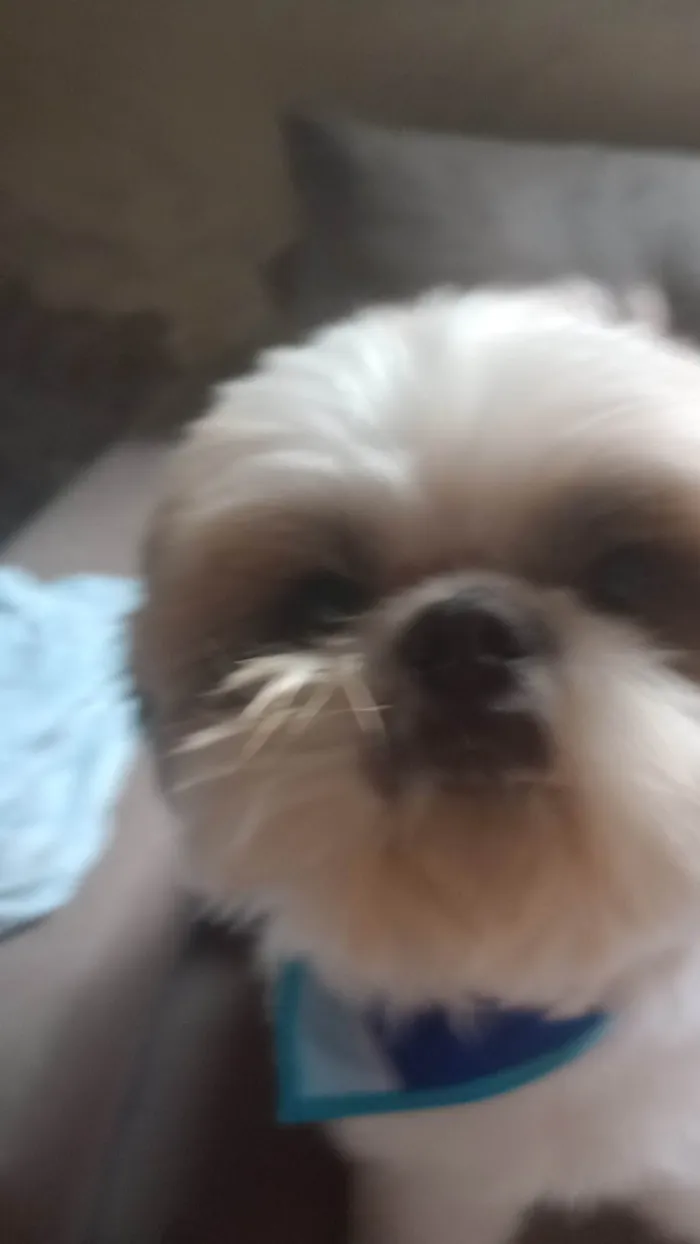 Cachorro ra a Shitzu idade 5 anos nome Luke Anderson