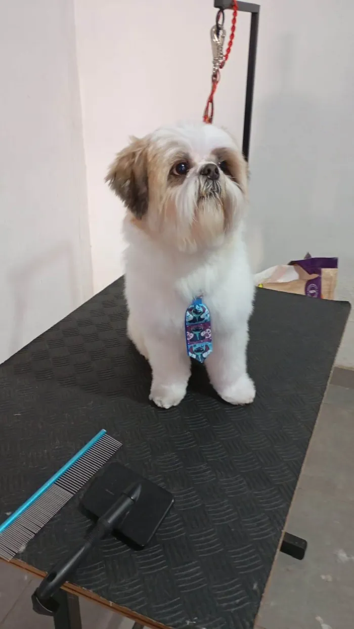 Cachorro ra a Shitzu idade 5 anos nome Luke Anderson