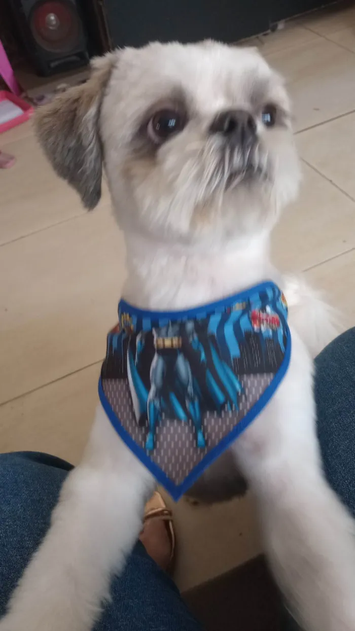 Cachorro ra a Shitzu idade 5 anos nome Luke Anderson