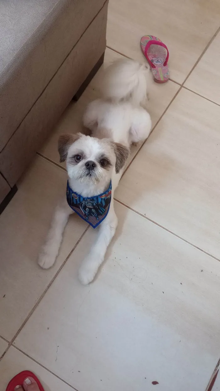 Cachorro ra a Shitzu idade 5 anos nome Luke Anderson
