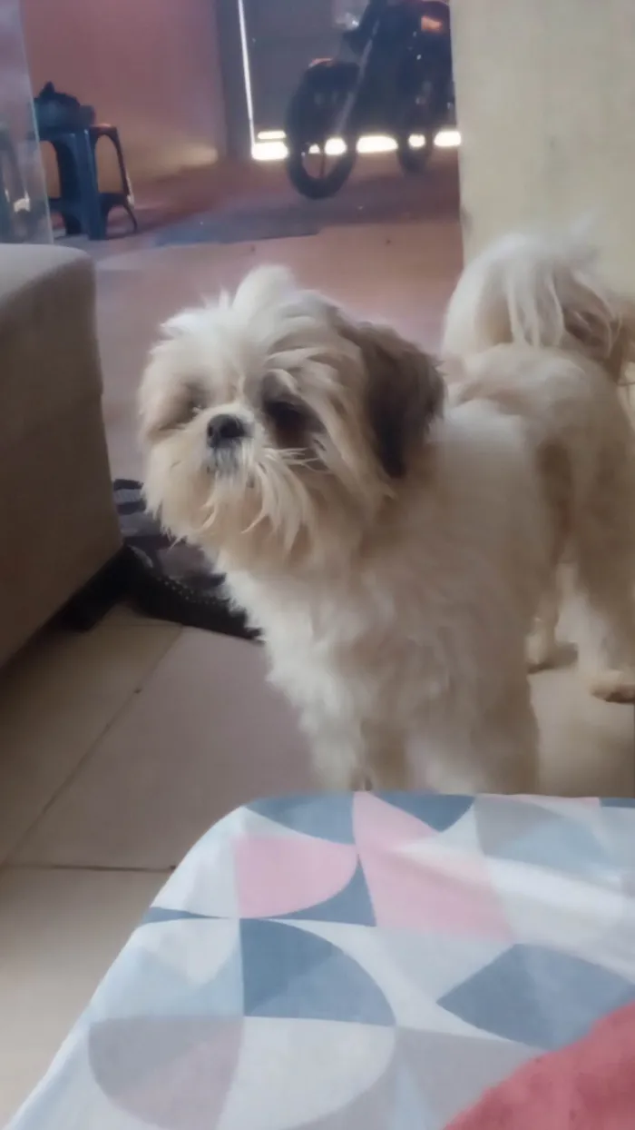 Cachorro ra a Shitzu idade 5 anos nome Luke Anderson