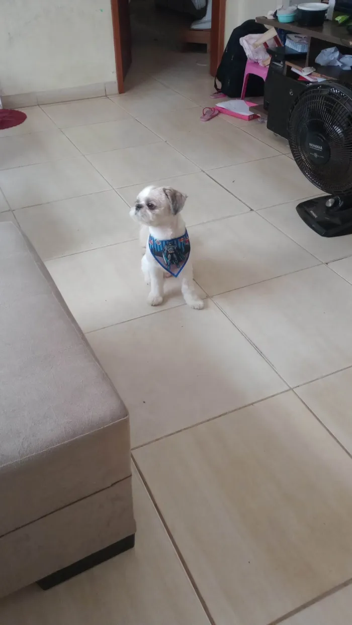 Cachorro ra a Shitzu idade 5 anos nome Luke Anderson