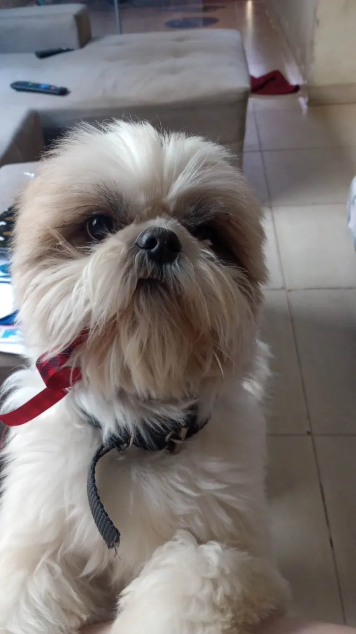 Cachorro ra a Shitzu idade 5 anos nome Luke Anderson