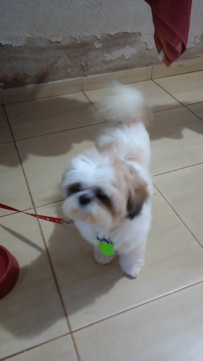 Cachorro ra a Shitzu idade 5 anos nome Luke Anderson