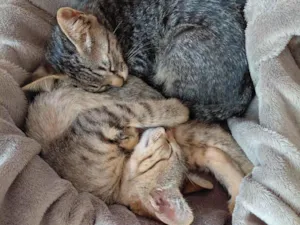 Gato raça SRD-ViraLata idade 2 a 6 meses nome Não tem