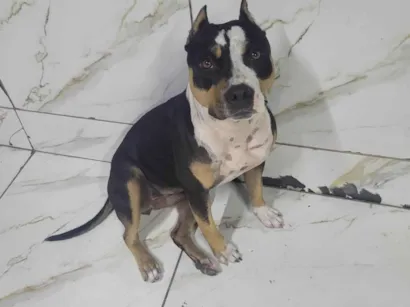 Cachorro raça Pit-Bull idade 1 ano nome Noah