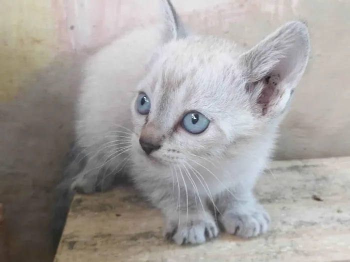 Gato ra a SRD-ViraLata idade Abaixo de 2 meses nome Não tem