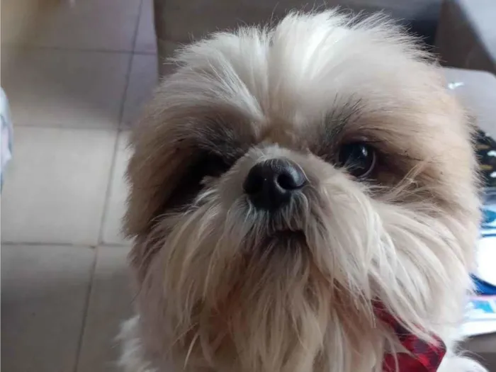 Cachorro ra a Shitzu idade 5 anos nome Luke Anderson