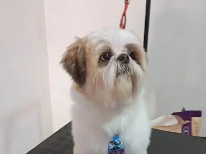 Cachorro raça Shitzu idade 5 anos nome Luke Anderson