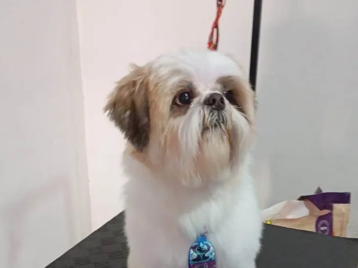 Cachorro ra a Shitzu idade 5 anos nome Luke Anderson