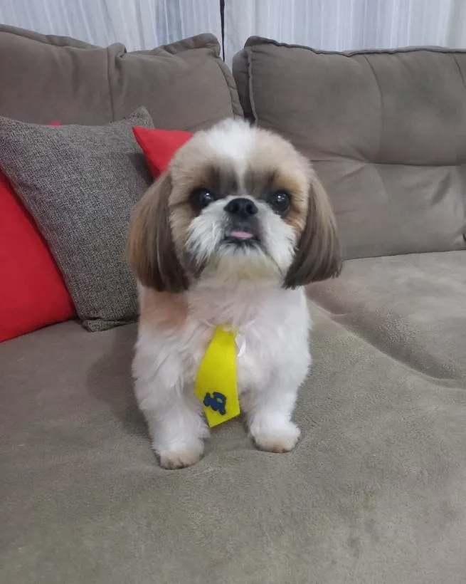 Cachorro ra a Shitzu idade 3 anos nome Floquinho 
