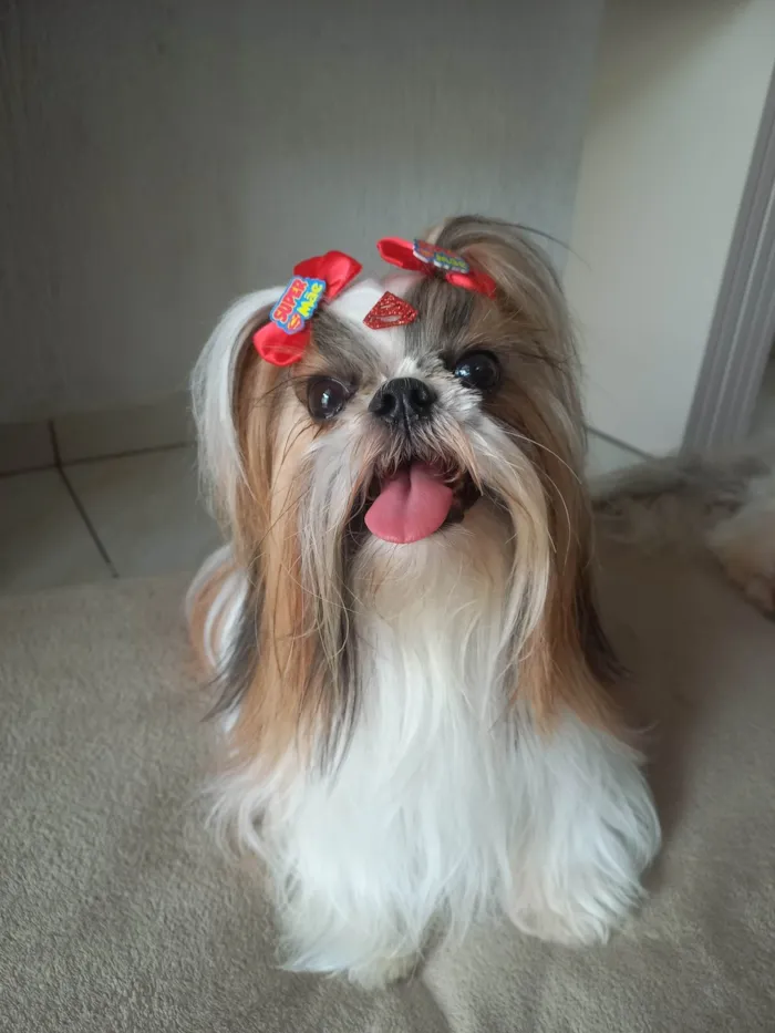 Cachorro ra a Shitzu idade 3 anos nome Floquinho 