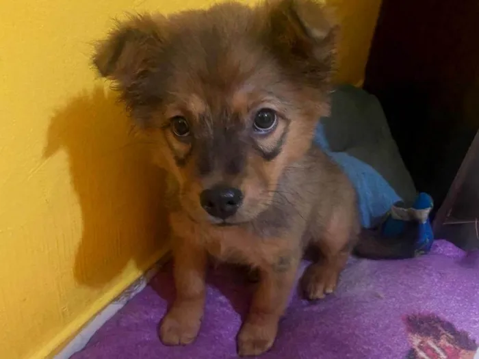 Cachorro ra a SRD-ViraLata idade 2 a 6 meses nome Estelar 