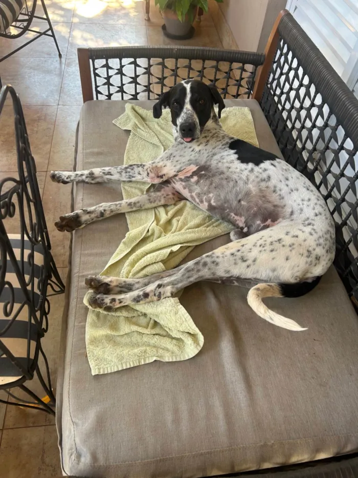 Cachorro ra a SRD-ViraLata idade 5 anos nome PIPO