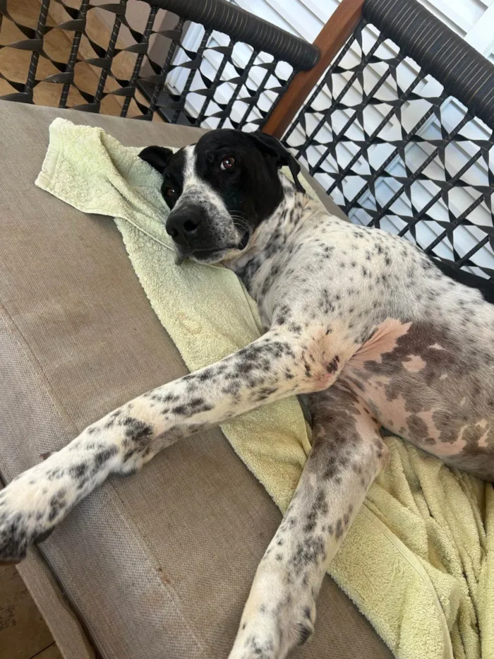 Cachorro ra a SRD-ViraLata idade 5 anos nome PIPO