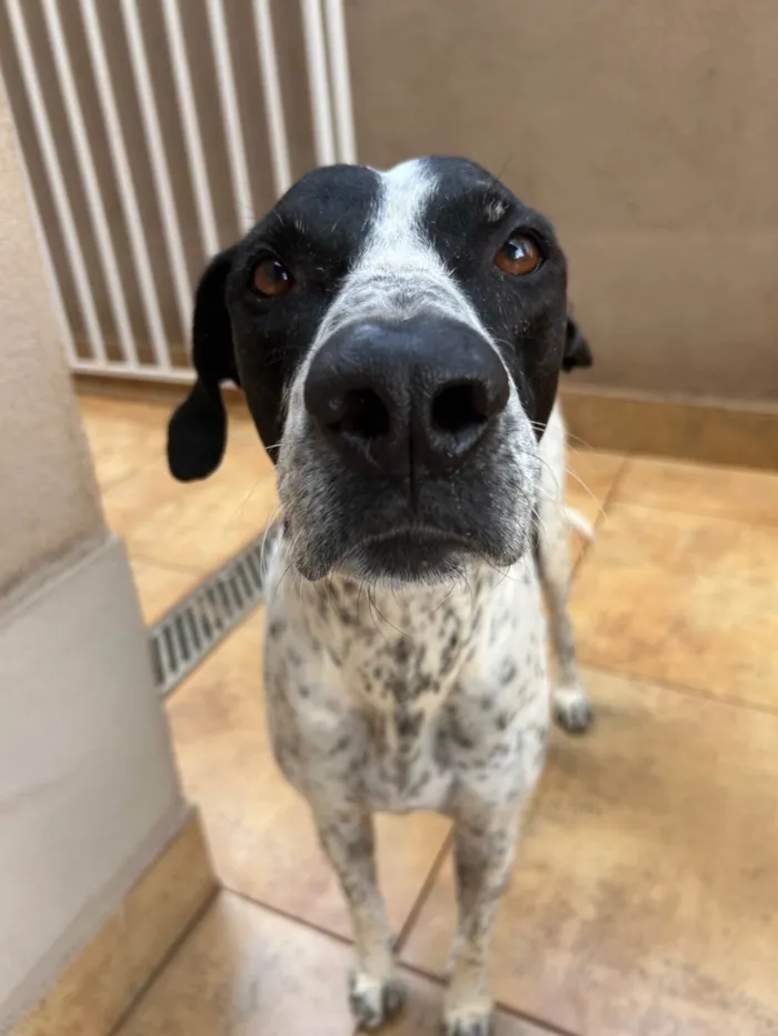 Cachorro ra a SRD-ViraLata idade 5 anos nome PIPO