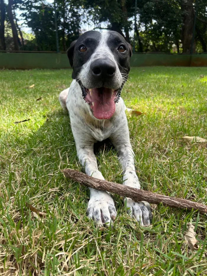 Cachorro ra a SRD-ViraLata idade 5 anos nome PIPO