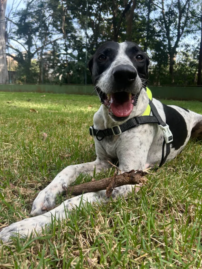 Cachorro ra a SRD-ViraLata idade 5 anos nome PIPO