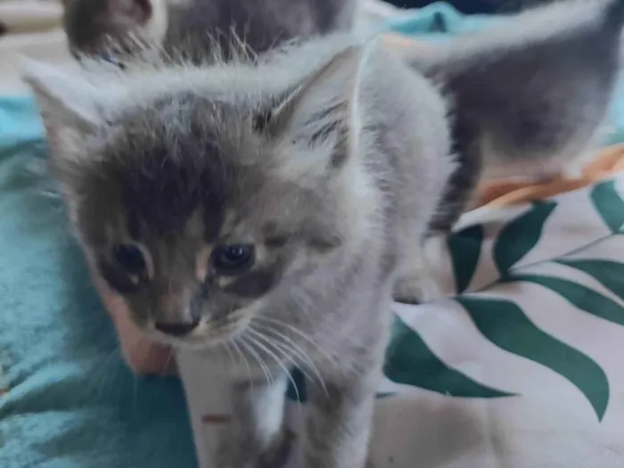 Gato ra a SRD-ViraLata idade 2 a 6 meses nome Filhotinhos de nossa Gatinha