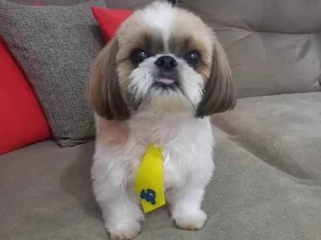 Cachorro ra a Shitzu idade 3 anos nome Floquinho 