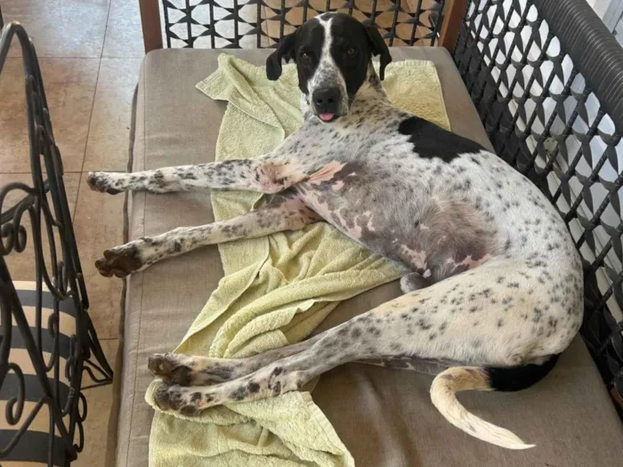 Cachorro ra a SRD-ViraLata idade 5 anos nome PIPO