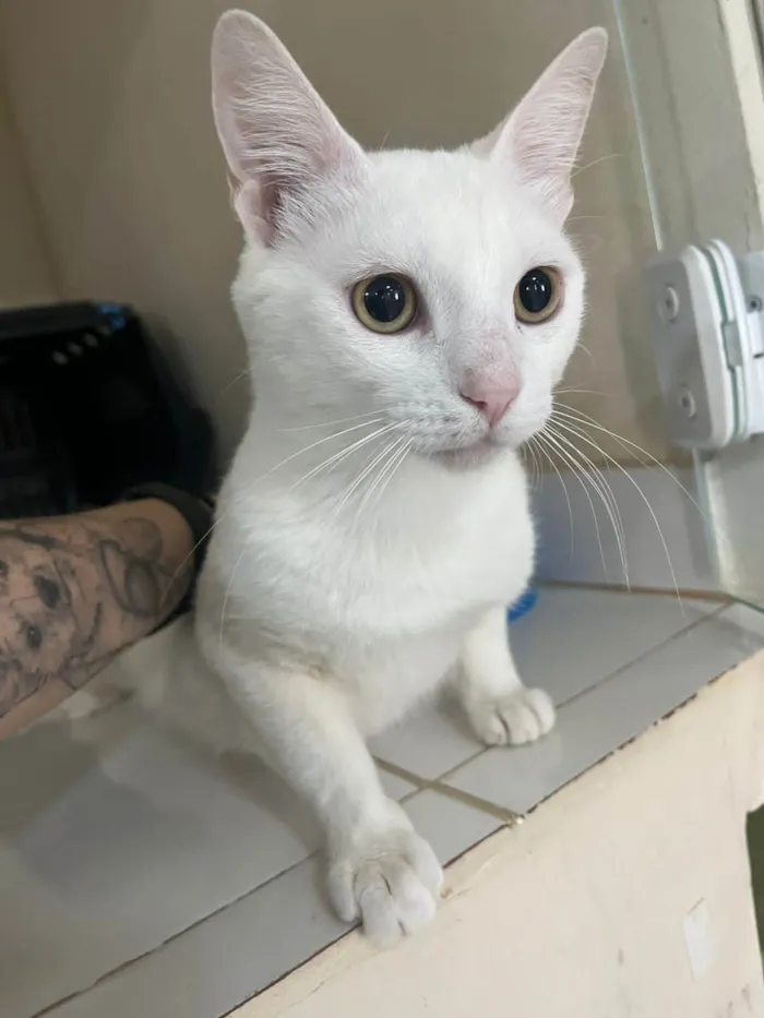 Gato ra a SRD-ViraLata idade 7 a 11 meses nome Snow