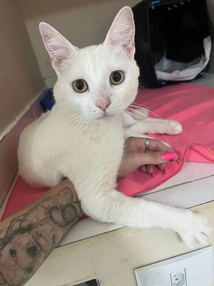 Gato ra a SRD-ViraLata idade 7 a 11 meses nome Snow
